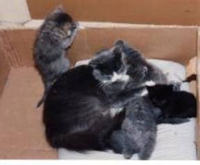 photo kittens in box