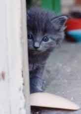 photo kitten peeking around a corner